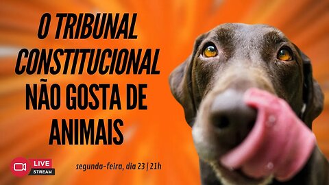 O TRIBUNAL CONSTITUCIONAL NÃO GOSTA DE ANIMAIS | Live ao vivo