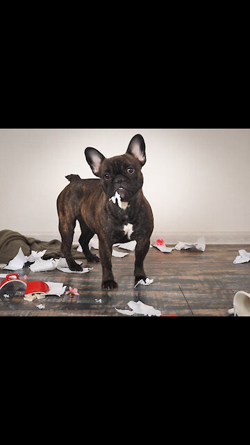 This dog isn't allowed in the babies room -😂