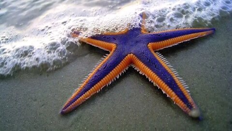 10 Amazing Sea Creatures You've Never Seen Before