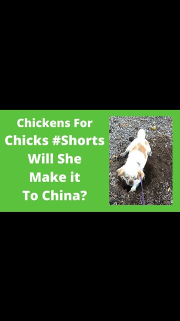 Cola Bear Trying To Dig To China Cute Dogs #Shorts