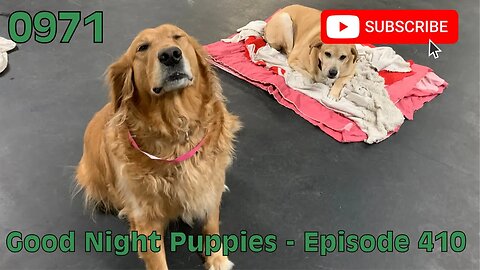 [0971] GOOD NIGHT PUPPIES - EPISODE 410 [#dogs #doggos #doggies #puppies #dogdaycare]