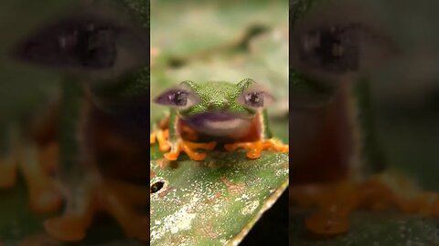 cloaca