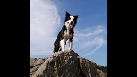 Top 10 best trained dogs