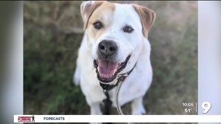 Bat Safety for People and Pets