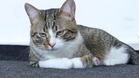 Fluffy Cat Has a Runny Nose