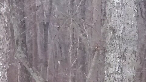 .22LR at at about 450 yards.