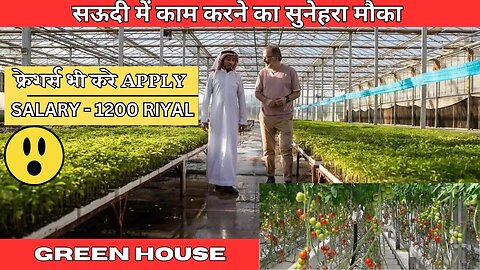 सऊदी में Green House में जॉब। महीना कमाए 1200 Riyal. ||Job In Saudi Arabia||