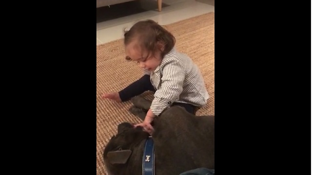 Baby Girl Plays With Gentle Pit Bull