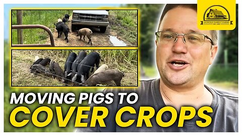 Moving Mangalitsa Pigs into a Nutritious Cover Crop