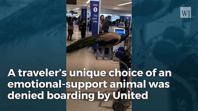 Traveler Attacks Airline After 'Emotional Support' Peacock Is Denied A Free Flight