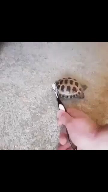 OMG Ninja turtles are real