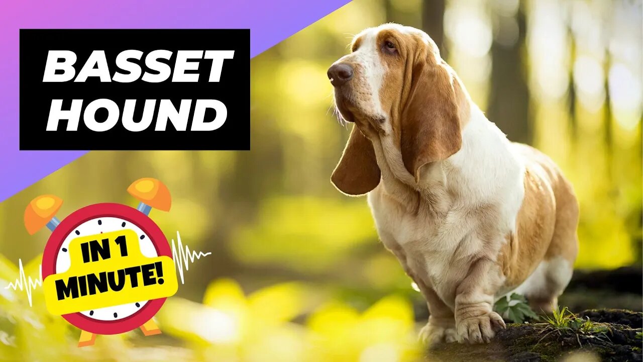 Basset Hound - In 1 Minute! 🐶 One Of The Laziest Dog Breeds In The World | 1 Minute Animals