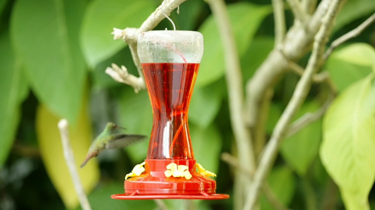 Feeding Humming Birds Look Like Awesome 😘