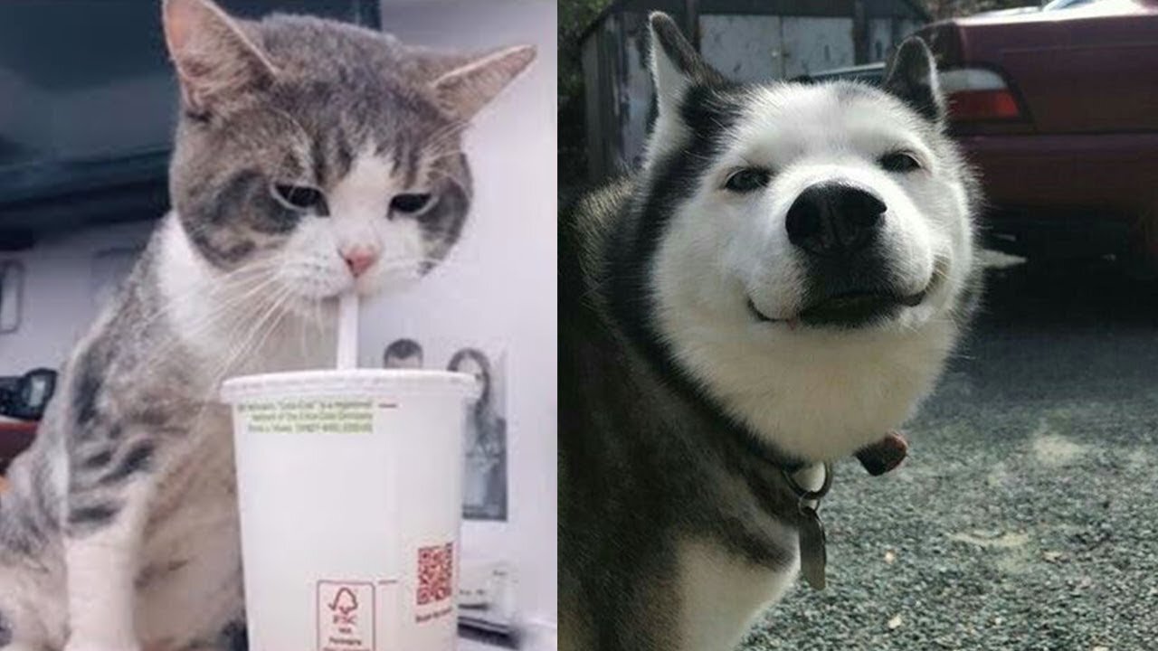 Best Funny Cute Cats Videos Cats 2021 #2