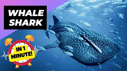 Whale Shark - In 1 Minute! 🦈 One Of The Most Beautiful Sea Creatures | 1 Minute Animals