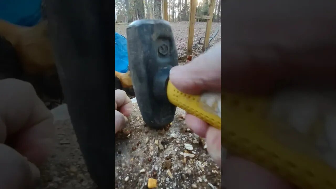 Pounding poultry block chunks with hammer. #chickens #snacks