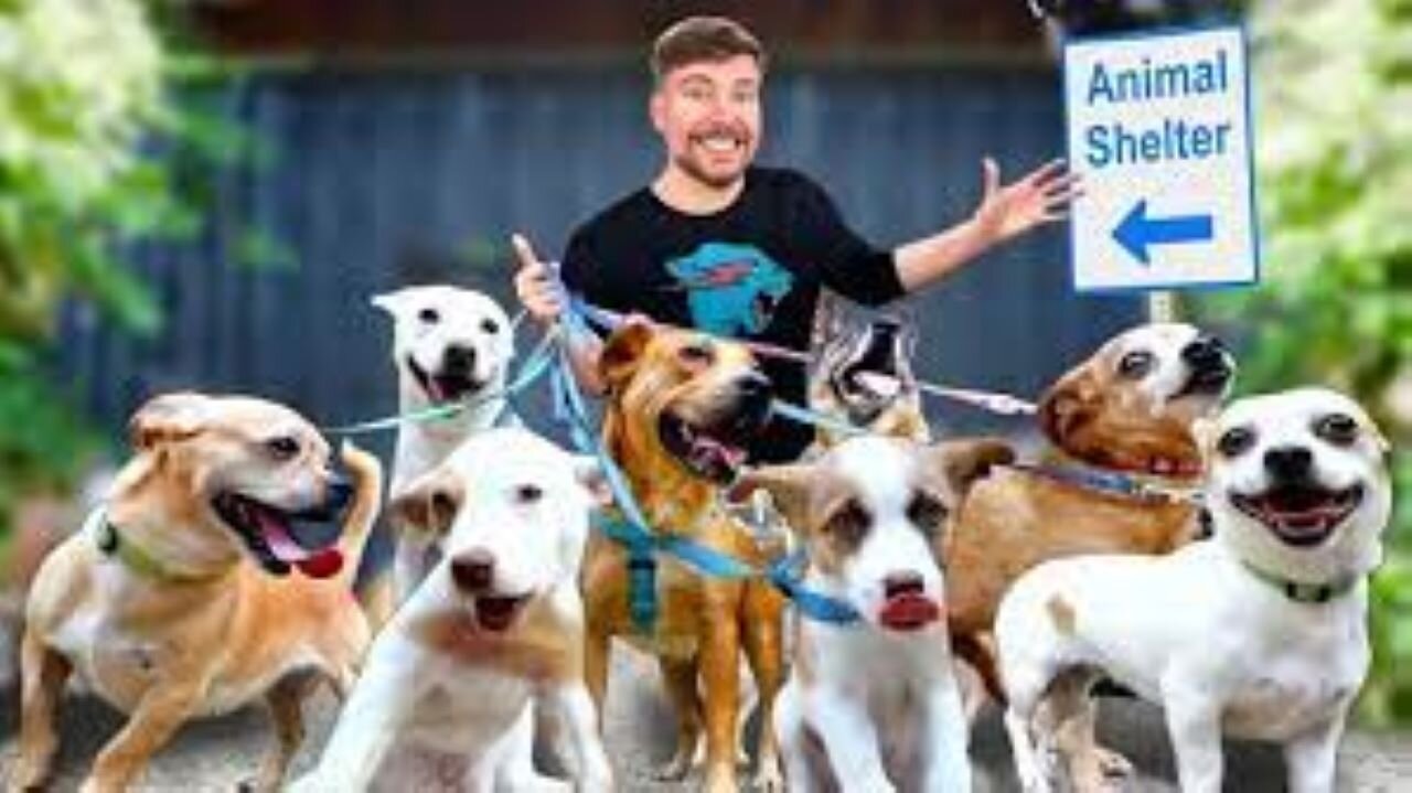 I Rescued 100 Abandoned Dogs!