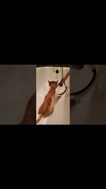 Qq 21 years old cat taking a shower