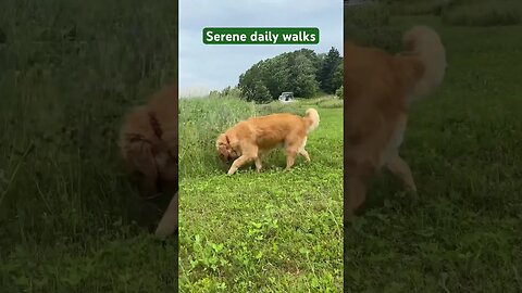 Always #peaceful to have a #serene daily walk with our #goldenretriever in #pei