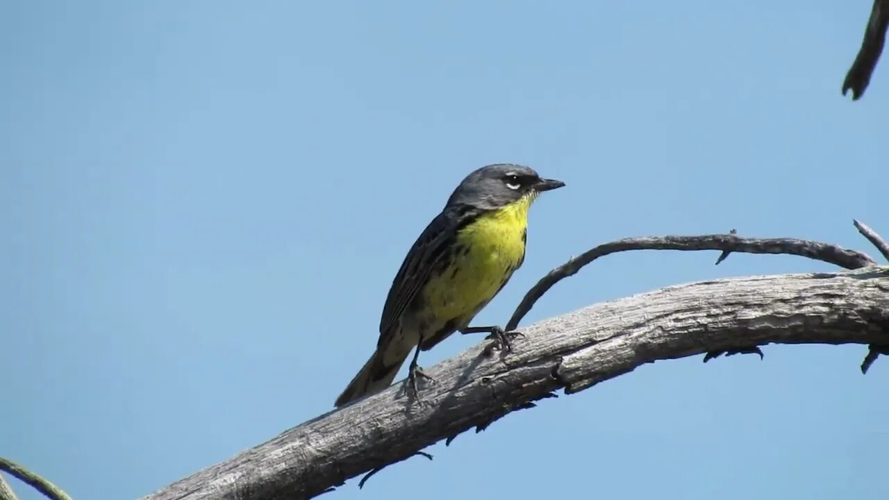 Kirtland's Warbler