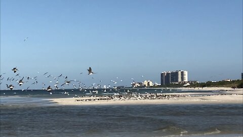 Flocks of Birds Swarm Beach