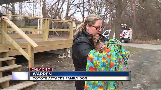 Coyote attack in Warren leaves 13-year-old family dog 'Bella' clinging to life