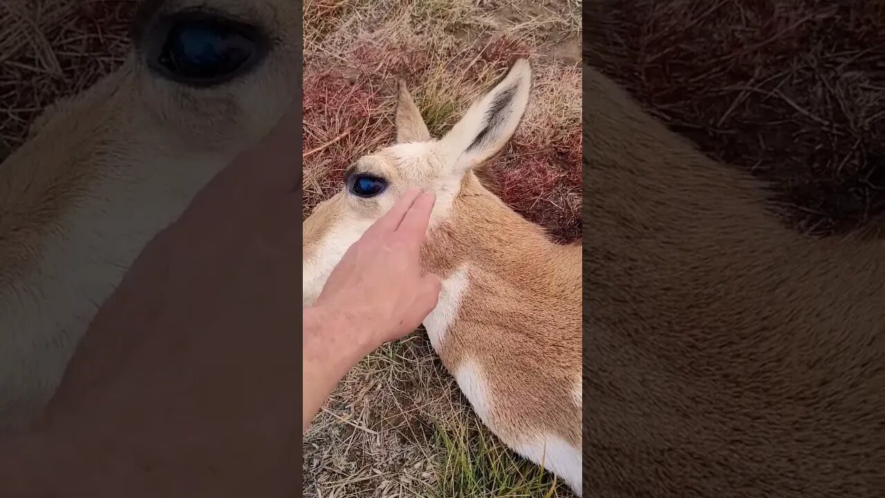 How To Know The Gender of a Pronghorn Antelope!