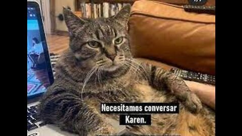 Gatos que hablan