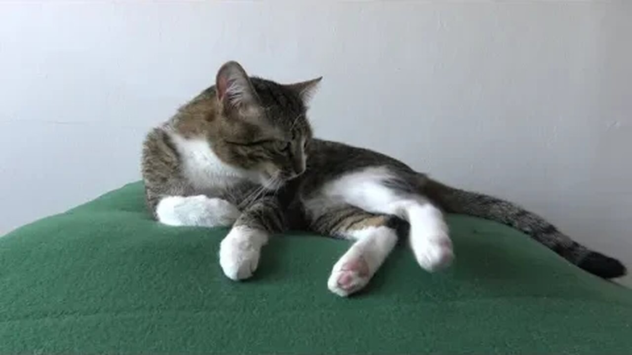 Cute Cat Is Bathing