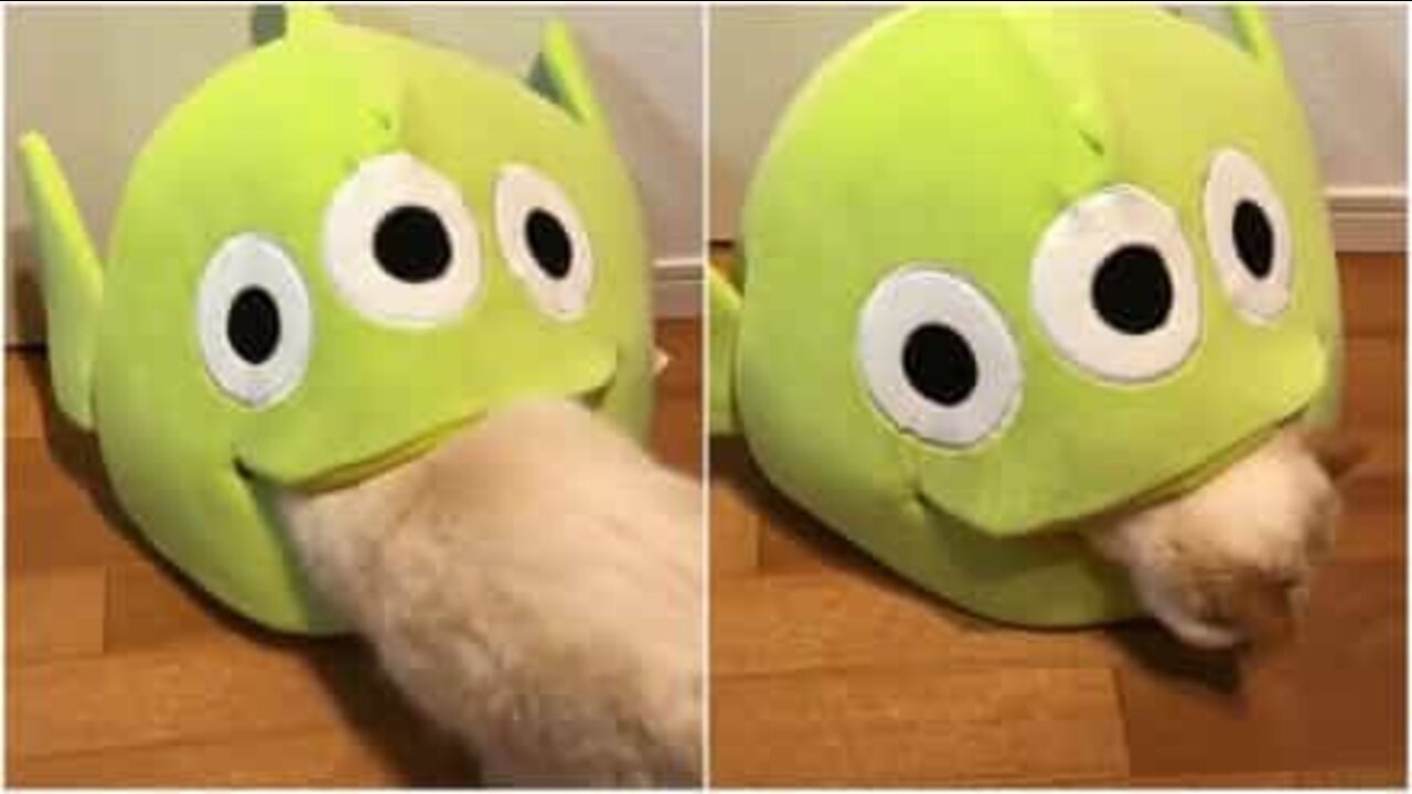 「エイリアン」に飲み込まれた猫