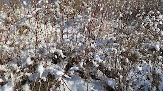 Red Willow grows wild here