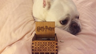 Dog falls asleep to Harry Potter theme from Orgel music box