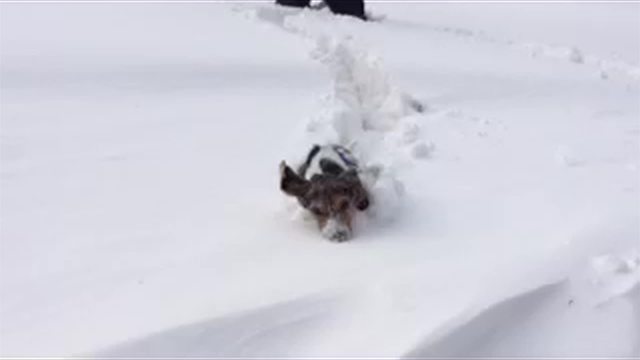 Cute Beagle Dog VS Tall Snow