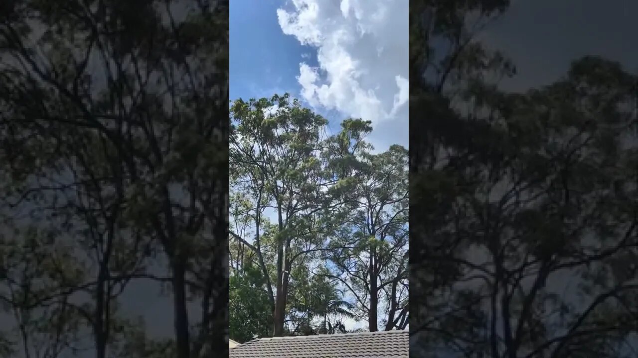 Australian Rainbow Lorikeet gathering in a Gumtree