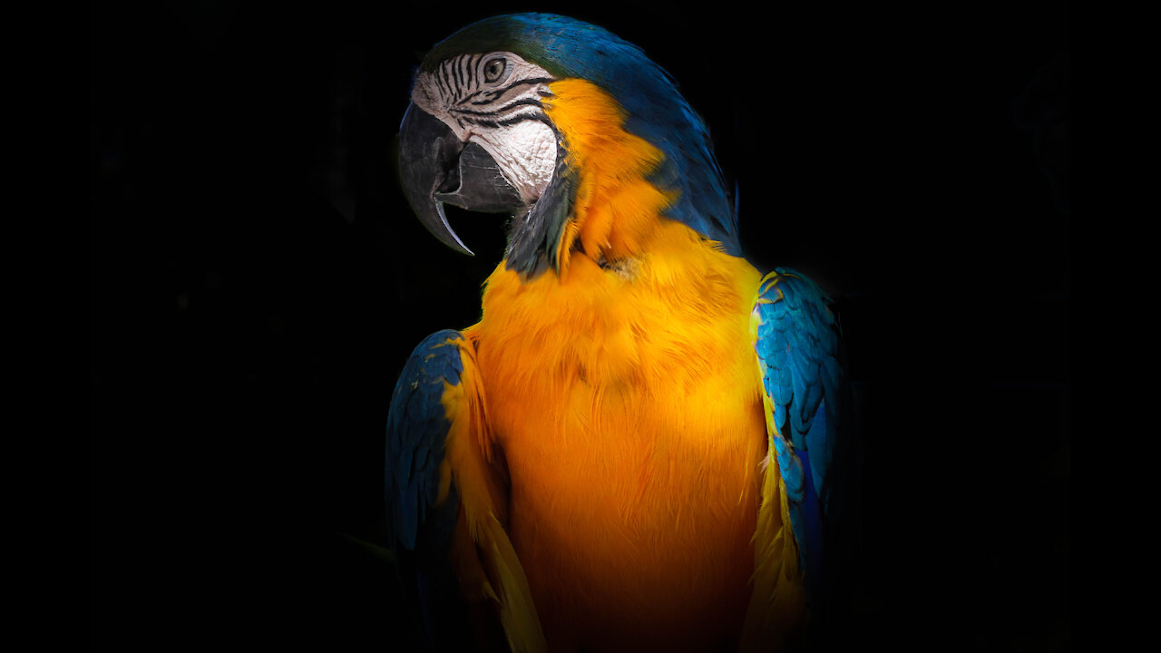 Parrot calls dog a "good girl" for gently petting him