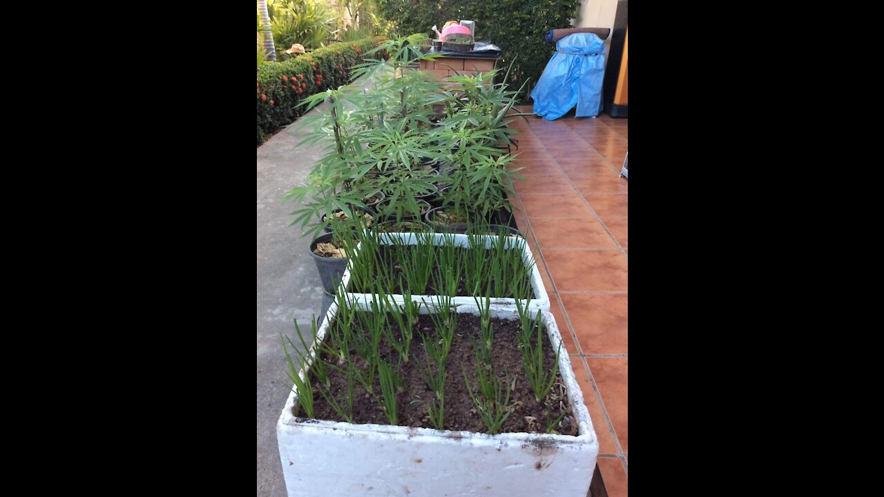 Alex Jones Full Emergency Transmission Sat