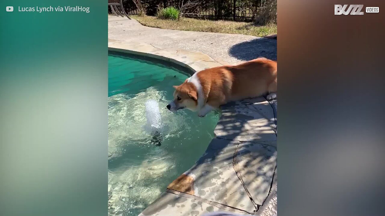 Ce corgi marche sur l'eau!