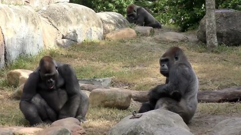 Gorilla Fight Club 2 FYV-2