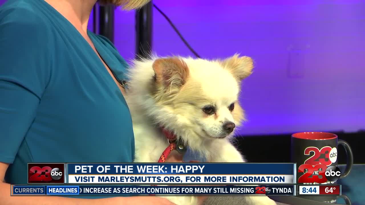 23ABC's Pet of the Week: Happy