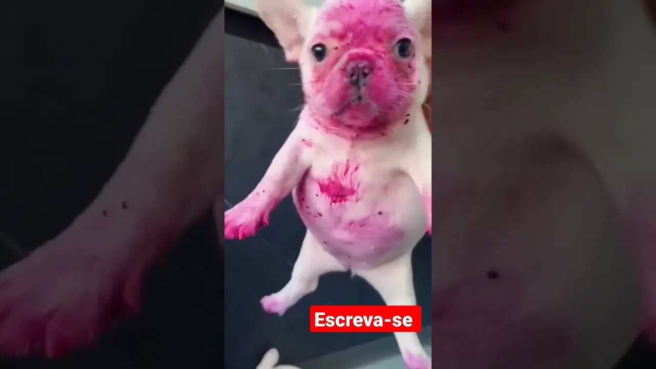 ESTE CACHORROS MERECE O TÍTULO DO ANO #schots