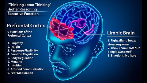 Why Did You Do That? - Executive Decision-Making in the Prefrontal Cortex