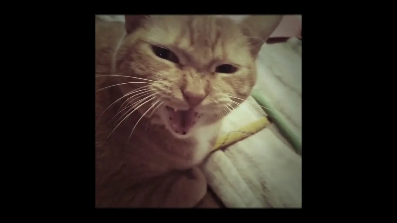 Jessica Bailey's Cat Meows