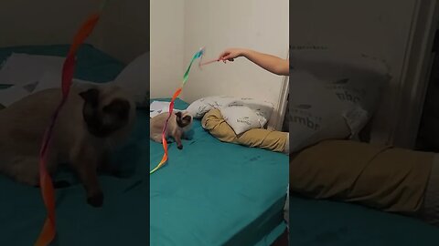 Goosie the 14 year Old Cat still plays like a kitten.