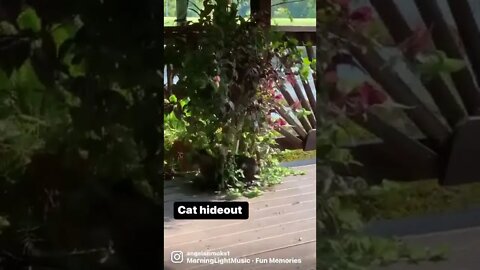#catvideos