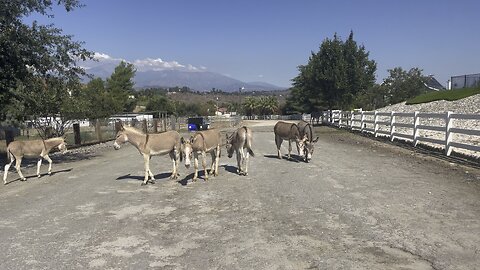 Wild Donkey’s blocking the road, and one comes up to be petted!