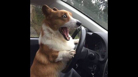 Hi Everybody, I am a dog lover Cute Funny and Smart Dogs