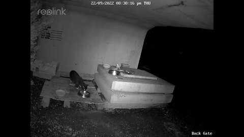 Little black cat & porkchop