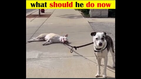Baby Dogs 🔴 Cute and Funny Dog Videos Compilation