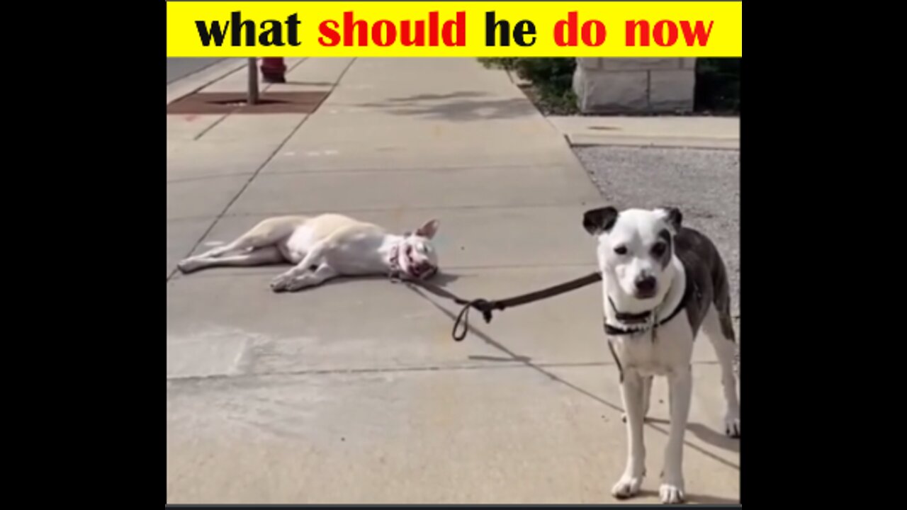 Baby Dogs 🔴 Cute and Funny Dog Videos Compilation