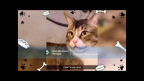 new funny video pet dog and cat watching to and